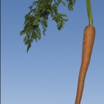 carrot1